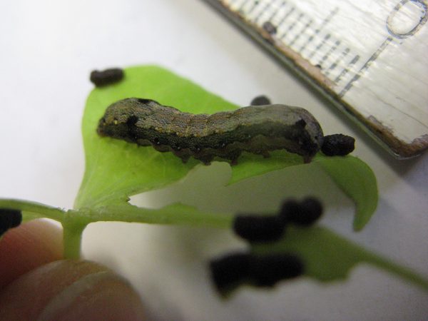 Spodoptera liltoralis