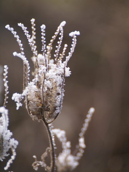Mit Frost überzogene Samenstände