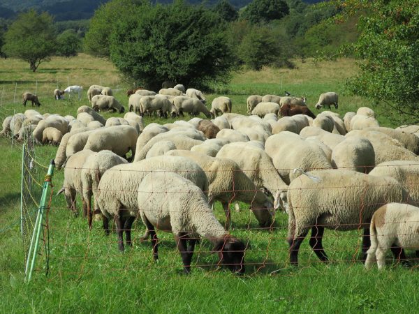 Schafe hinter Weidezaun auf grüne Wiese