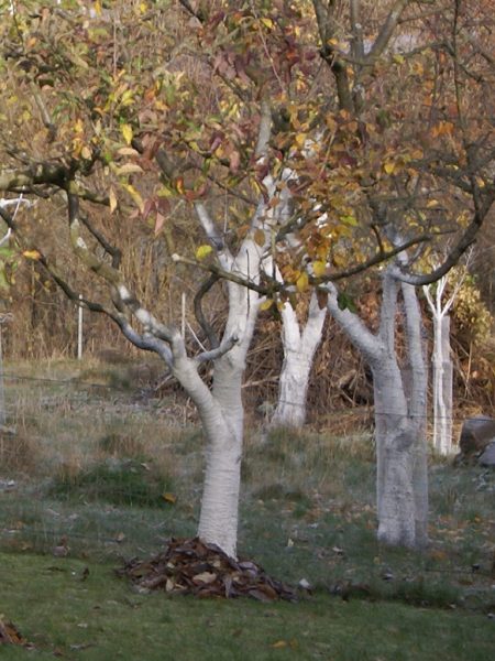 Apfelbäume mit Weißanstrich