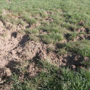 Schwarzwildschaden im Grünland: Aufgewühlte Grasnarbe